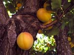 apricots