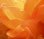 begonia1