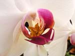 orchid1