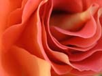 rose1
