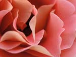 rose2