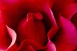 rose 6