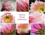 cactus flowers
