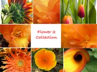 Flower 2
