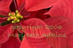 poinsettia