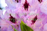 rhododendron