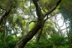 trees