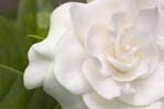 gardenia