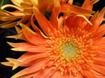 orange1