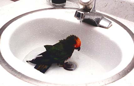 in the bath