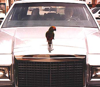 hood ornament